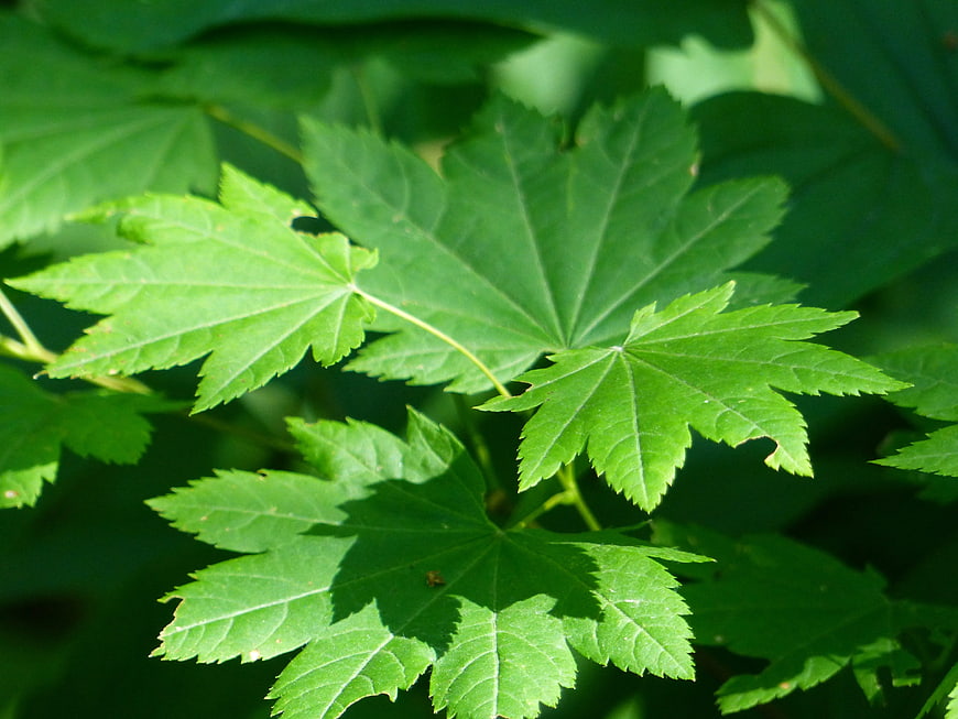 Close-up of vibrant green maple leaves in sunlight