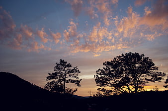 Silhouetted Pine Trees Against Dramatic Sunset Sky