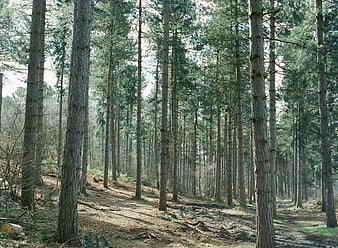 Tall Pine Trees in a Sunlit Forest Landscape