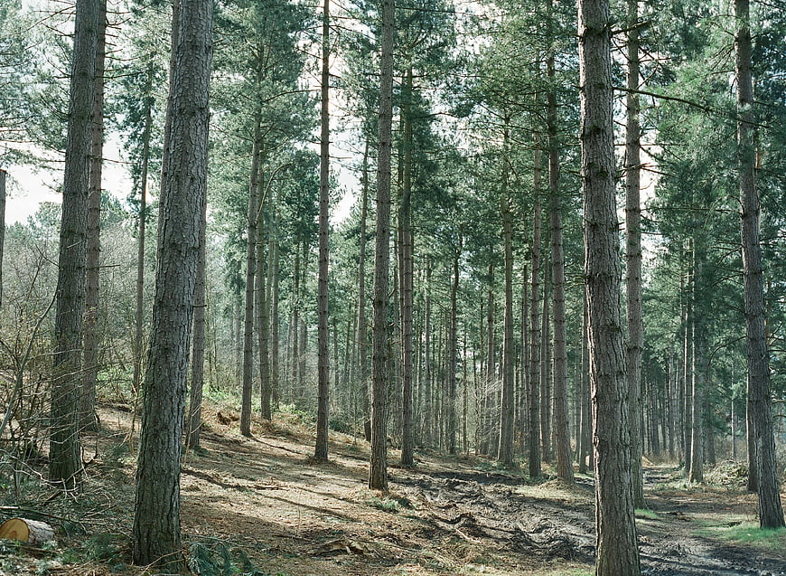 Tall Pine Trees in a Sunlit Forest Landscape