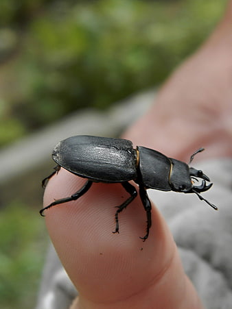 Close-up of a black stag beetle on a human finger