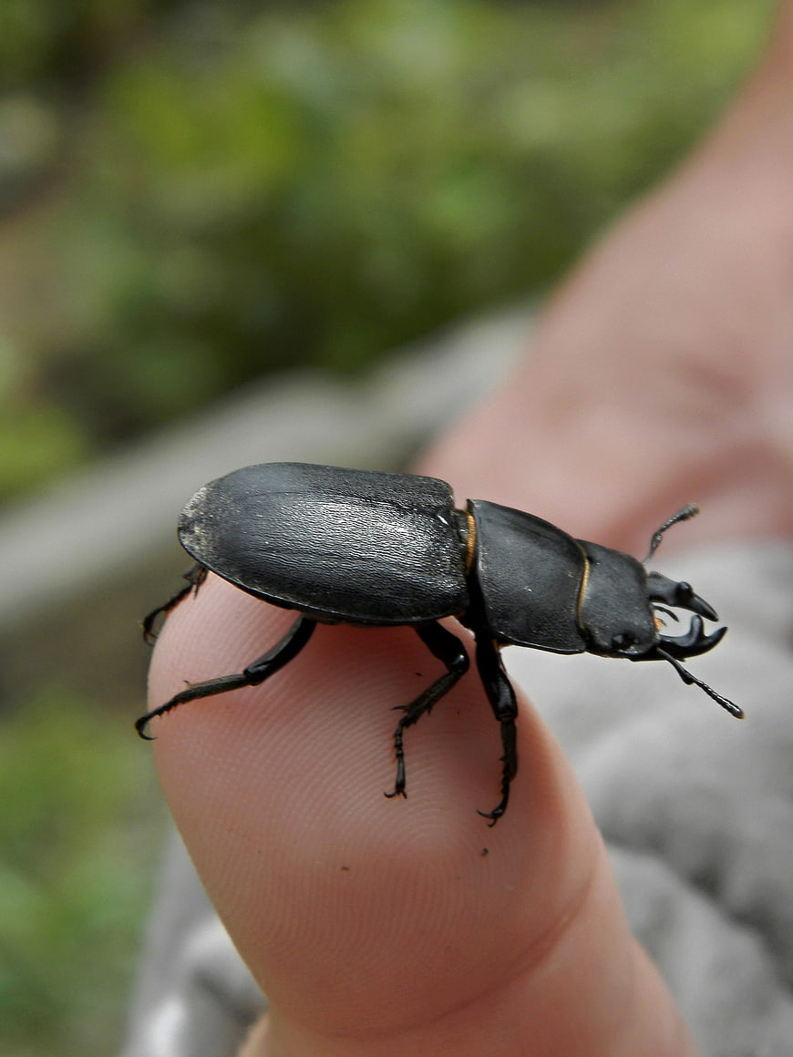 Close-up of a black stag beetle on a human finger