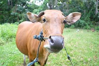 Close-up portrait of a brown cow with rope halter in a green field