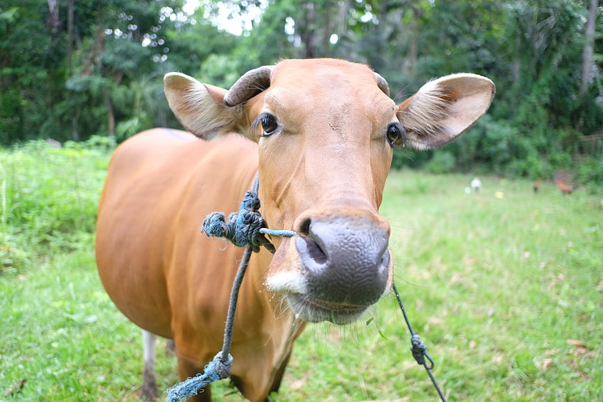 Close-up portrait of a brown cow with rope halter in a green field