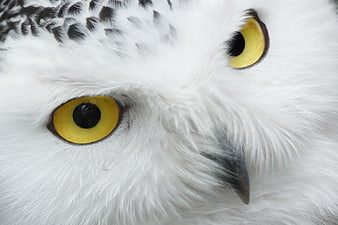 Extreme Close-Up Portrait of Snowy Owl Face and Yellow Eyes