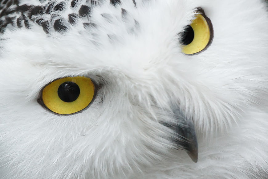 Extreme Close-Up Portrait of Snowy Owl Face and Yellow Eyes