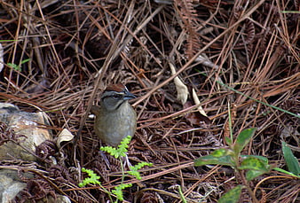 White-throated Sparrow foraging in pine needles and ferns