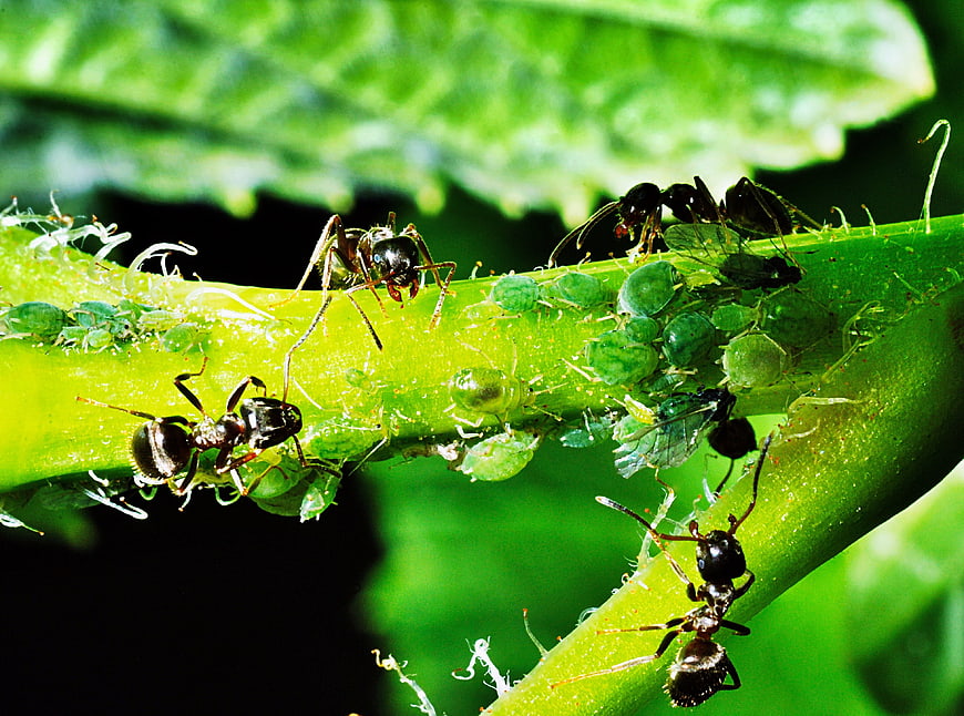 Ants Tending To Aphids On Green Plant Stem Macro Nature