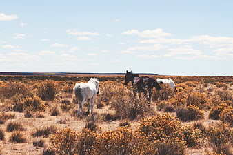 Wild horses grazing in dry golden bush landscape