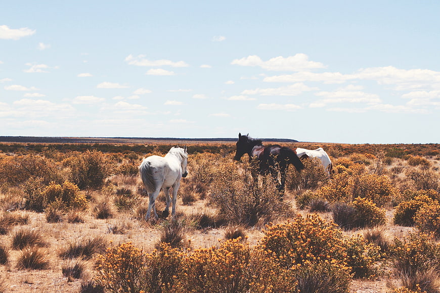 Wild horses grazing in dry golden bush landscape