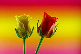 Yellow and red rose buds on vibrant gradient background