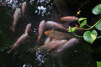 School of Koi Fish Feeding in Dark Pond