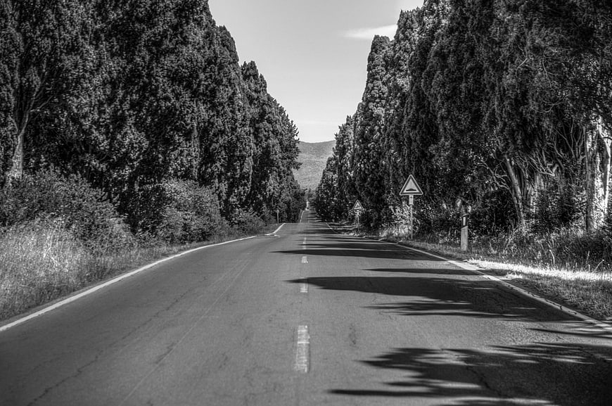 Black and white empty road lined with tall cypress trees