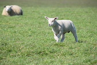 Cute White Lamb Walking in Green Pasture