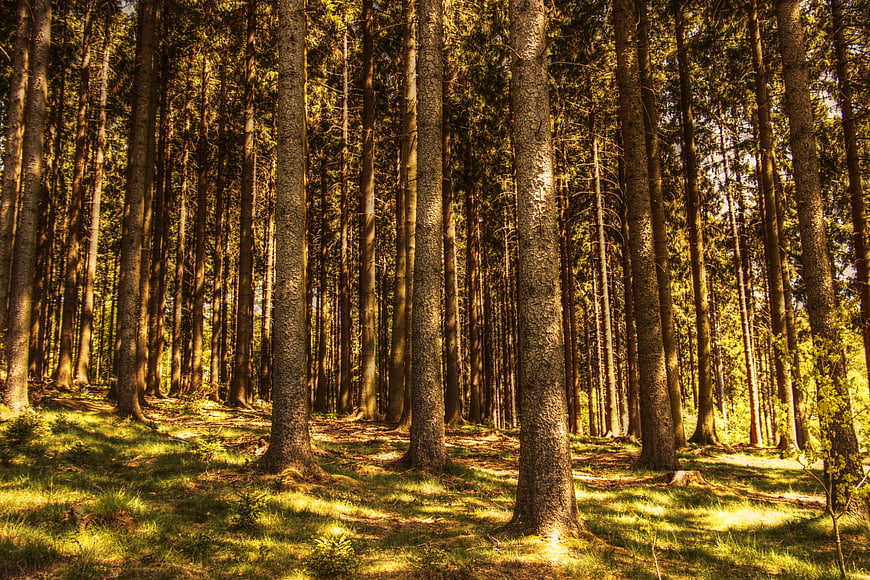 Sunlit coniferous forest with tall tree trunks and dappled light
