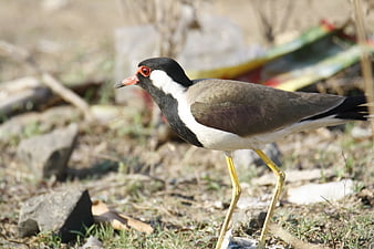 Red-wattled Lapwing Bird Standing on Ground
