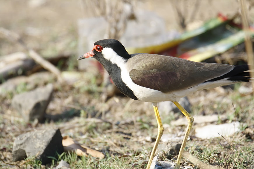 Red-wattled Lapwing Bird Standing on Ground