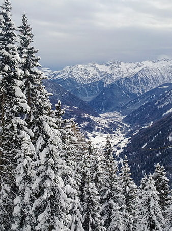 Snow-covered pine trees overlooking a vast winter mountain valley