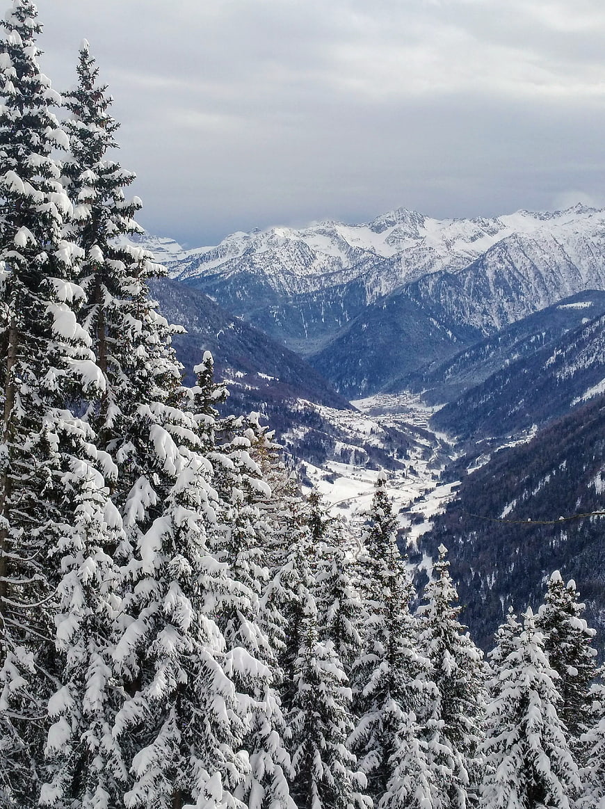 Snow-covered pine trees overlooking a vast winter mountain valley