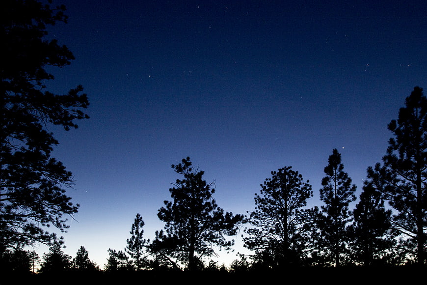 Silhouetted Pine Trees Against Deep Blue Night Sky