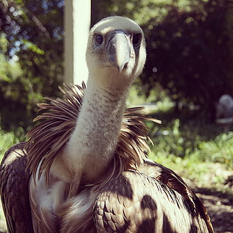 Close-up portrait of a vulture with intense gaze