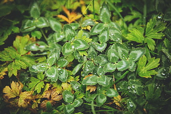 Close-up of green clover leaves with water droplets