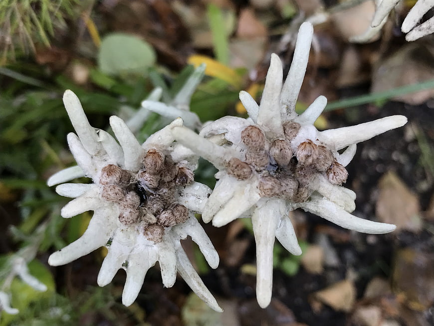 Close-up of Edelweiss Flowers in Alpine Meadow