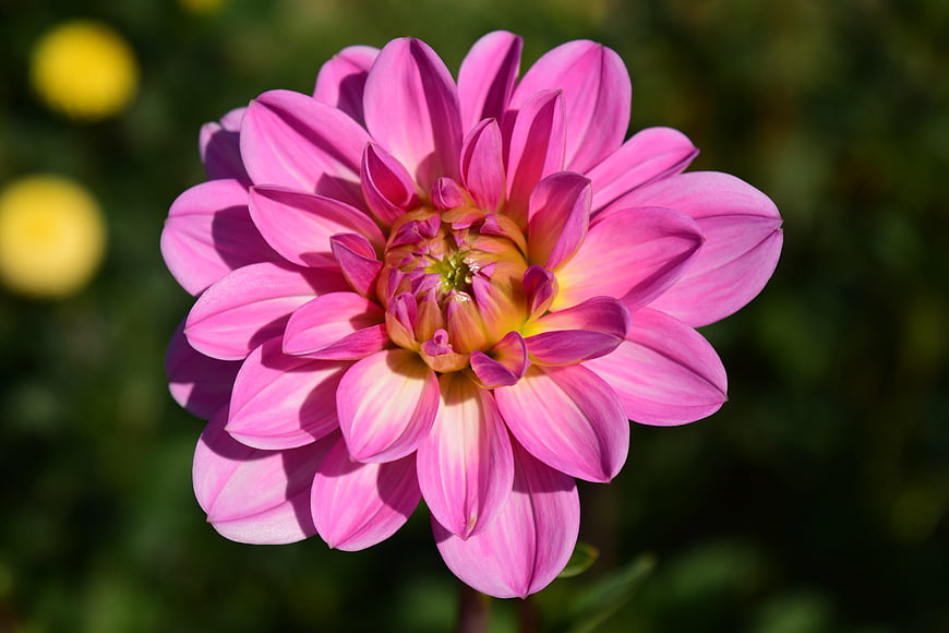 Close-up of a vibrant pink dahlia flower in bloom