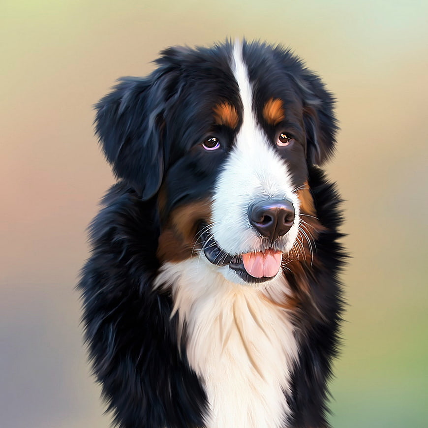 Portrait of a Bernese Mountain Dog with Soft Background