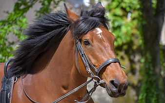 Close-up portrait of a chestnut horse head with bridle