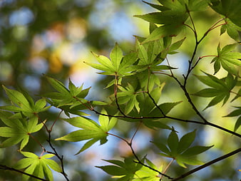 Sunlit Green Maple Leaves on Branches with Bokeh Background