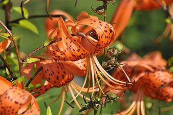 Close-up of vibrant orange tiger lily with black spots