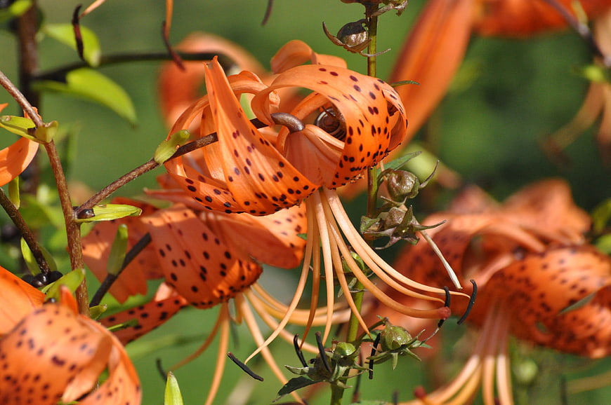 Close-up of vibrant orange tiger lily with black spots