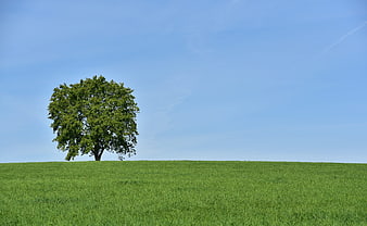 Lone Tree on Green Meadow Under Blue Sky
