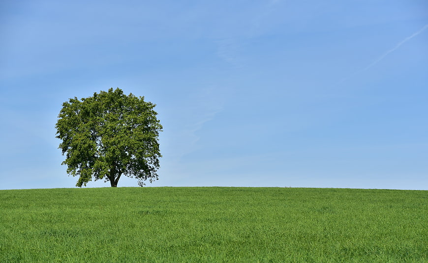 Lone Tree on Green Meadow Under Blue Sky