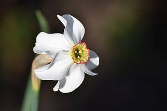 White Narcissus Flower with Red Rimmed Center Close Up