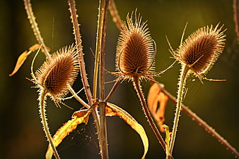 Backlit Wild Teasel Seed Heads in Autumn