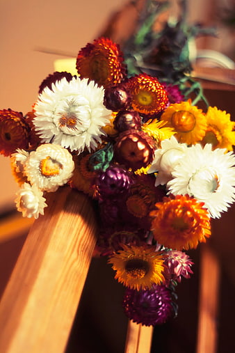 Colorful Dried Strawflowers on Wooden Chair Back