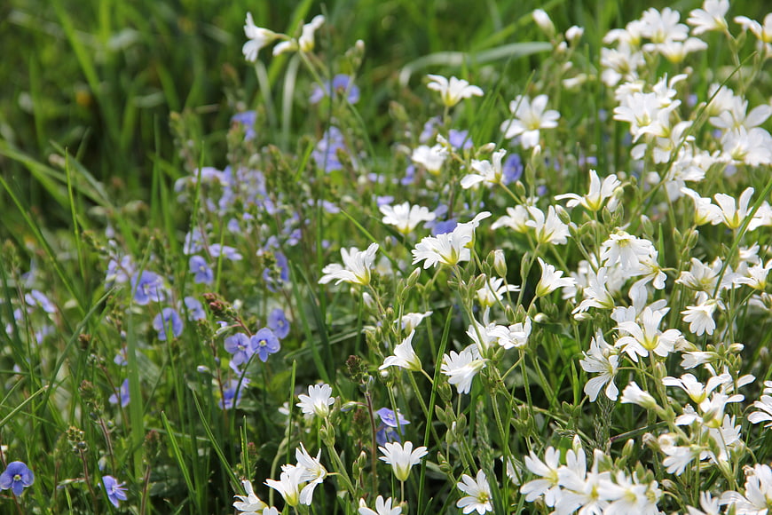 White and purple wildflowers blooming in green grass