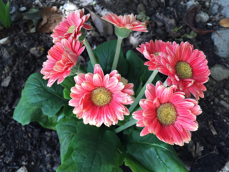 Pink Gerbera Daisies Growing in Garden Soil