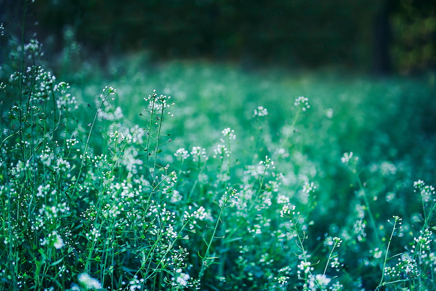 Field of White Wildflowers in Green Meadow