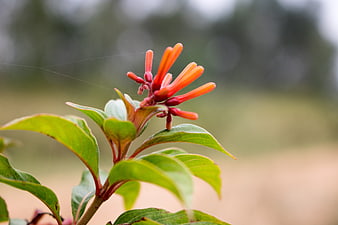 Close-up of vibrant orange tubular flowers with green leaves