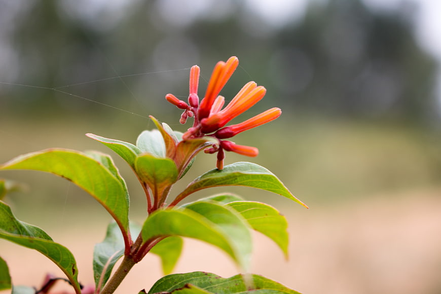 Close-up of vibrant orange tubular flowers with green leaves