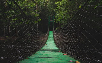 Green suspension bridge in lush tropical rainforest jungle
