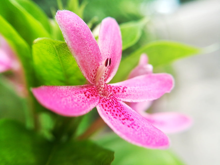 Close-up of Pink Five-Leaf Flower with Green Leaves