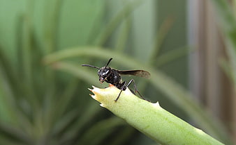 Close-up of a black wasp on a green plant stem