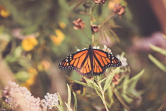Monarch Butterfly on White Flower in Garden