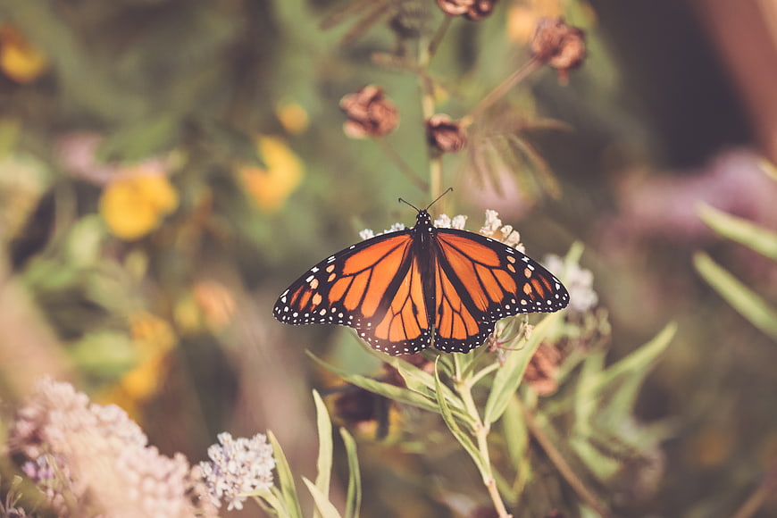 Monarch Butterfly on White Flower in Garden