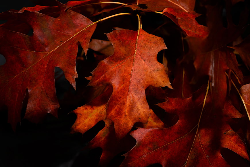 Close-Up of Red Oak Leaves in Autumn