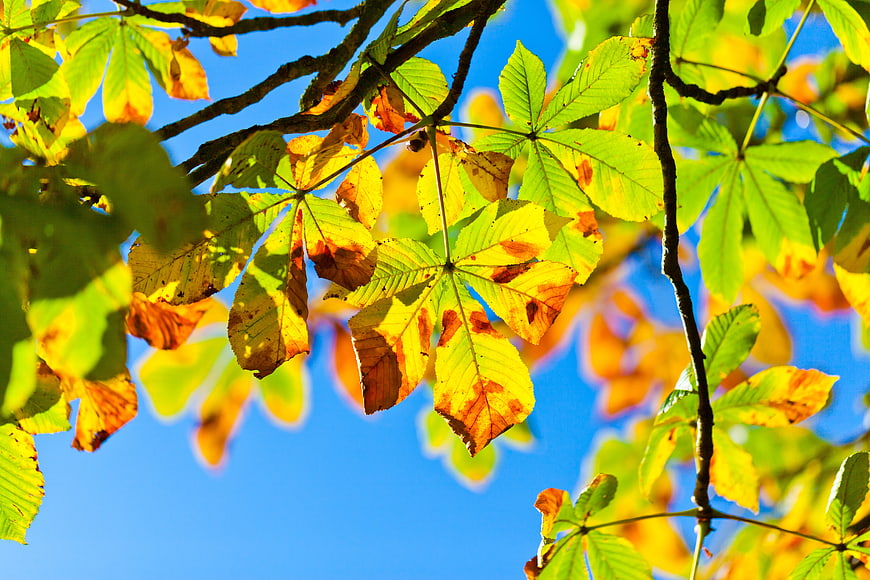 Sunlit Chestnut Leaves Against Blue Sky in Autumn